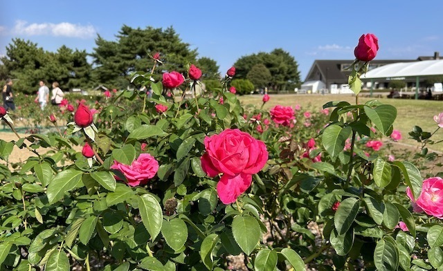 IMG_1247.jpeg