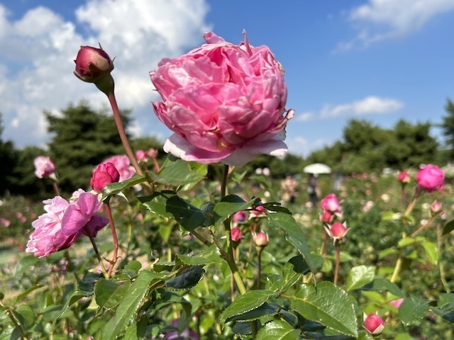 IMG_1249.jpeg