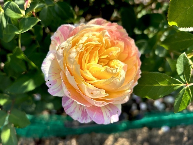 IMG_1267.jpeg